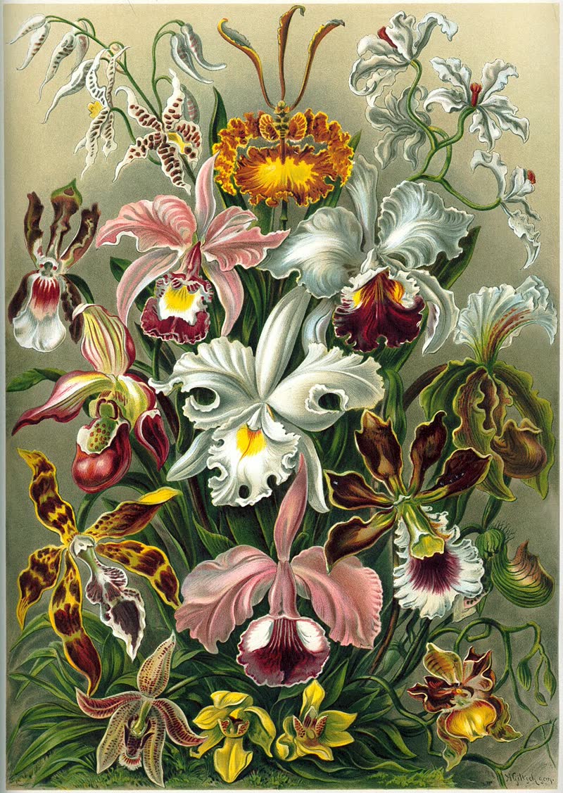 Ernst Haeckel's detailed lithograph of orchid species showing intricate floral structures, from Kunstformen der Natur, 1904