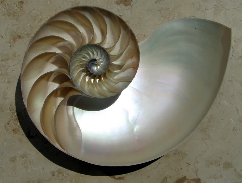 Cross-section of a nautilus shell showing chambers arranged in a logarithmic spiral pattern