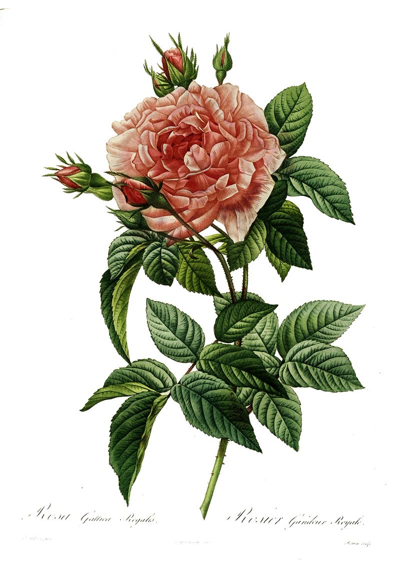 Pierre-Joseph Redouté's watercolour of Rosa gallica regalis, showing the deep pink petals and golden stamens of the gallica rose in precise botanical detail